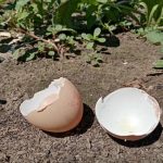چگونه پوسته تخم مرغ اسیدیته خاک را تغییر می دهد: ترفندهای کوچک برای برداشت بزرگ unnamed-file.jpg