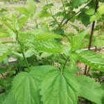 علت نیش گزنه: تبدیل علف هرز به اکسیر باغ unnamed-file.jpg