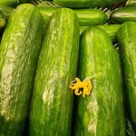 خیار نمک برای سالاد از قبل: راز فراموش شده ترد کامل unnamed-file.jpg