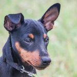 چرا سگ قبل از خواب می چرخد: آیینی که از گرگ ها در طبیعت به جا مانده است unnamed-file.jpg