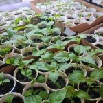 چرا پوست پیاز به یک ماده مخفی برای نهال تبدیل شده است: آشکار کردن مکانیسم اثر unnamed-file.jpg