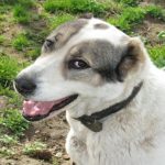 چرا سگ مستقیماً به چشمان شما نگاه می کند: یک گفتگوی عصبی هورمونی که شما را به شما نزدیک می کند unnamed-file.jpg