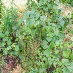 چرا مویز به پوست سیب زمینی نیاز دارد: راز افزایش عملکرد unnamed-file.jpg