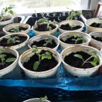 چگونه مخمر معمولی ریشه نهال ها را تقویت می کند: راز یک سیستم ریشه قدرتمند unnamed-file.jpg