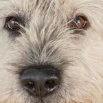 چرا سگ سرش را کج می کند: درخواست کیفیت سیگنال بهتر unnamed-file.jpg