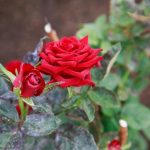 چرا پوست موز به بهترین دوست گل رز تبدیل شده است: راز گلدهی شاداب unnamed-file.jpg