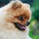 چگونه یک سگ در مورد بیماری شما یاد می گیرد: یک بیودتکتور تنظیم شده برای شیمی بدن unnamed-file.jpg