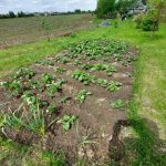 امتناع از حفاری: انقلابی آرام که توسط باغبانان هوشمند سازماندهی شده است unnamed-file.jpg