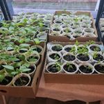 چرا پوسته تخم مرغ را در یک لیوان با نهال قرار دهید: یک هک زندگی غیر آشکار برای نهال های قدرتمند unnamed-file.jpg