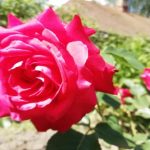 چرا گل های رز شما گل نمی دهند، بلکه فقط شاخ و برگ می رویند: رازی که مهدکودک ها پنهان می کنند unnamed-file.jpg