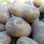 چرا هنگام کاشت سیب زمینی یک مشت جو را در سوراخ می ریزیم: روشی قدیمی که توسط علم توجیه می شود unnamed-file.jpg