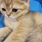 چگونه و چرا گربه ها خرخر: علم صدای مرموز unnamed-file.jpg