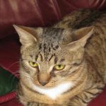 گربه تنها در خانه: چگونه تنهایی بر رفتار و سلامت آن تأثیر می گذارد unnamed-file.jpg