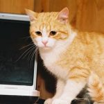 چرا گربه به پاهایش می مالید: چیزی فراتر از محبت unnamed-file.jpg