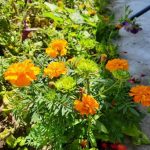 چرا باغبانان باهوش گل همیشه بهار را نه تنها برای زیبایی می کارند: سپری برای باغ شما unnamed-file.jpg