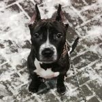 چرا سگ صورت خود را می لیسد: ارتباط به زبان آیین های باستانی unnamed-file.jpg