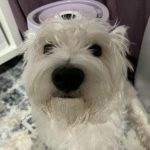 چه اتفاقی می افتد اگر به سگ خود همه چیز را اجازه دهید: افسانه هایی در مورد سهل انگاری و مرزها unnamed-file.jpg