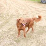 چرا سگ شما به چیزی بیش از پیاده روی نیاز دارد: هنر راه رفتن آگاهانه unnamed-file.jpg