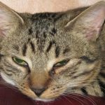 اگر خرخر یک گربه روی فیلم ضبط شود چه اتفاقی می افتد: یک سمفونی آرام برای سلامتی unnamed-file.jpg