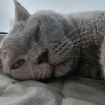 چگونه یک گربه حیوان خانگی را در خانواده انتخاب می کند: کیمیاگری ترجیحات بدون قوانین unnamed-file.jpg