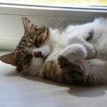 چرا یک گربه یک اسباب بازی گران قیمت را نادیده می گیرد اما یک جعبه را دوست دارد: پارادوکس سادگی و کنترل unnamed-file.jpg