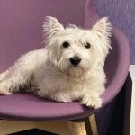 چه اتفاقی میافتد اگر به حیوان خانگی خود بیش از حد غذای «محبت آمیز» بدهید: دگردیسی آهسته عشق unnamed-file.jpg