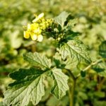 چرا خردل بکارید اگر آن را نمی خورید: معنای پنهان کودهای سبز unnamed-file.jpg