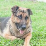 چگونه راه رفتن سگ به یک کار خسته کننده تبدیل می شود: روزی که دنیا دیگر بو نمی دهد unnamed-file.jpg