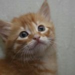 چرا استرس در گربه به مثانه برخورد می کند: ارتباط نامرئی بین اعصاب و التهاب مثانه unnamed-file.jpg