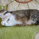 چرا استرس آثار خونین را در جعبه زباله به جا می گذارد: جنگ نامرئی که در سر گربه شروع می شود unnamed-file.jpg